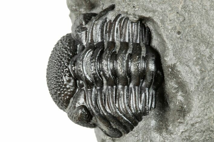 Enrolled Eldredgeops Trilobite Fossil - New York #285639